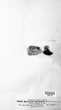 Stereum hirsutum image